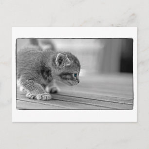 Crouching Kitten Vykort