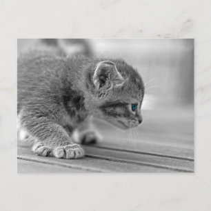 Crouching Kitten Vykort