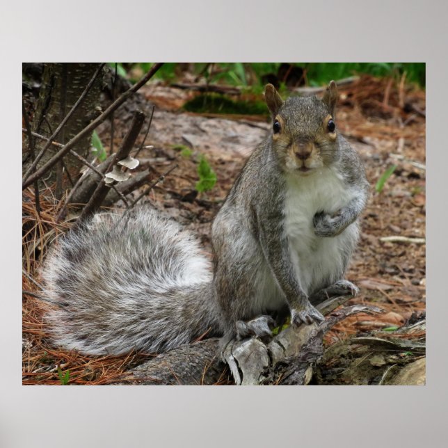 Crouching Squirrel Poster (Framsidan)