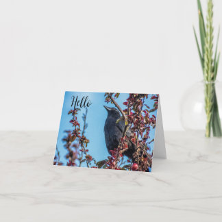 Crow Says Hello  Tack Kort