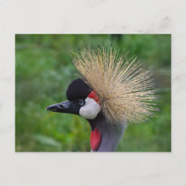 Crowned Crane Vykort