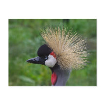 Crowned Crane
