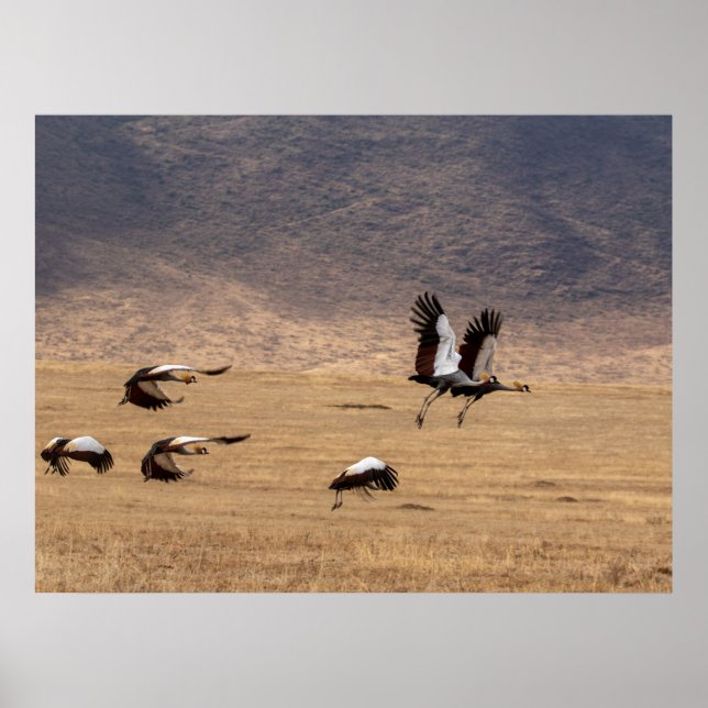 Crowned Cranes under flygning Poster (Framsidan)