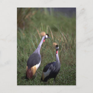 Crowned Cranes Vykort