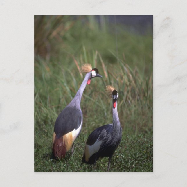 Crowned Cranes Vykort (Framsida)