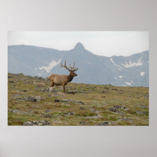 Crowned i Majestät Poster