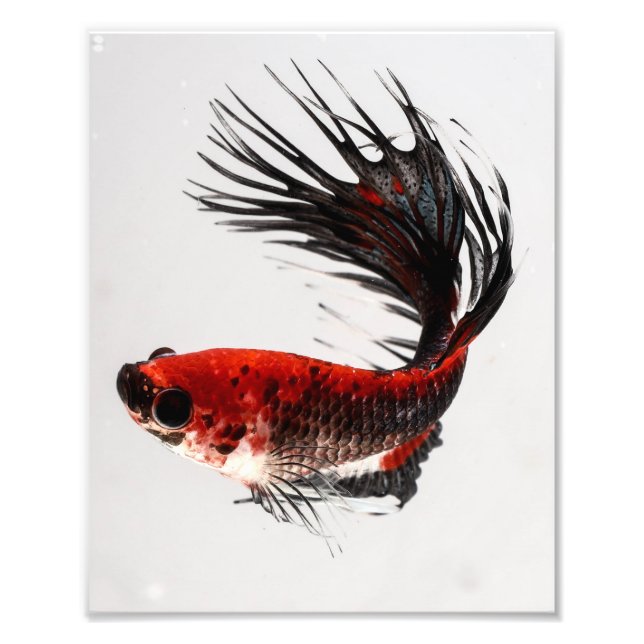 Crowntail Betta Fish Fototryck (Framsidan)