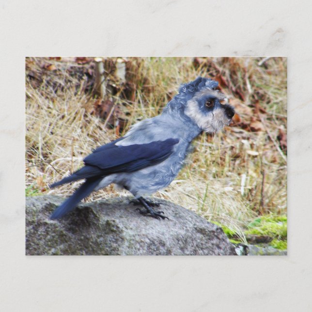 Crowschnauzer Vykort (Framsida)