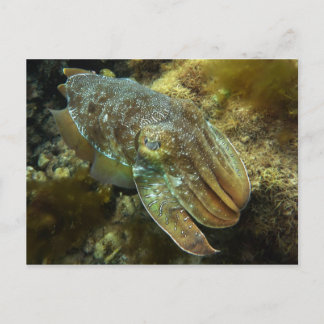 Cruising Giant Australian Cuttlefish Postcard Vykort