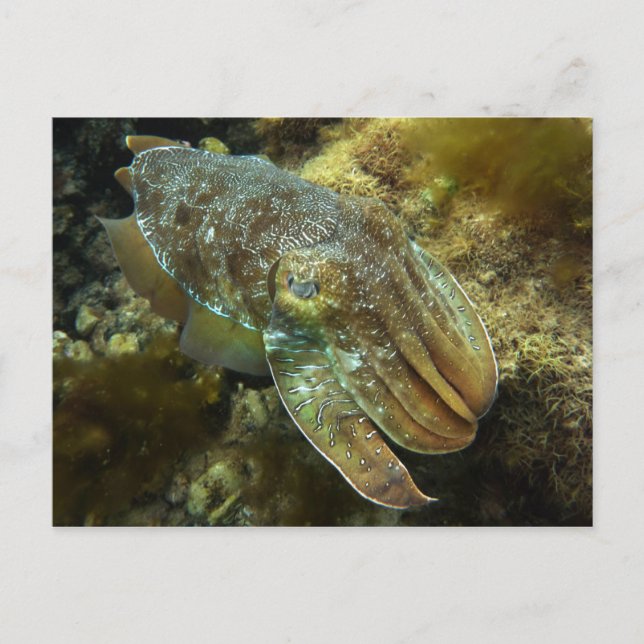 Cruising Giant Australian Cuttlefish Postcard Vykort (Framsida)