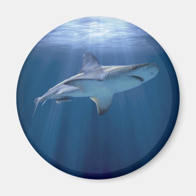 Cruising Shark Magnet (Framsidan)