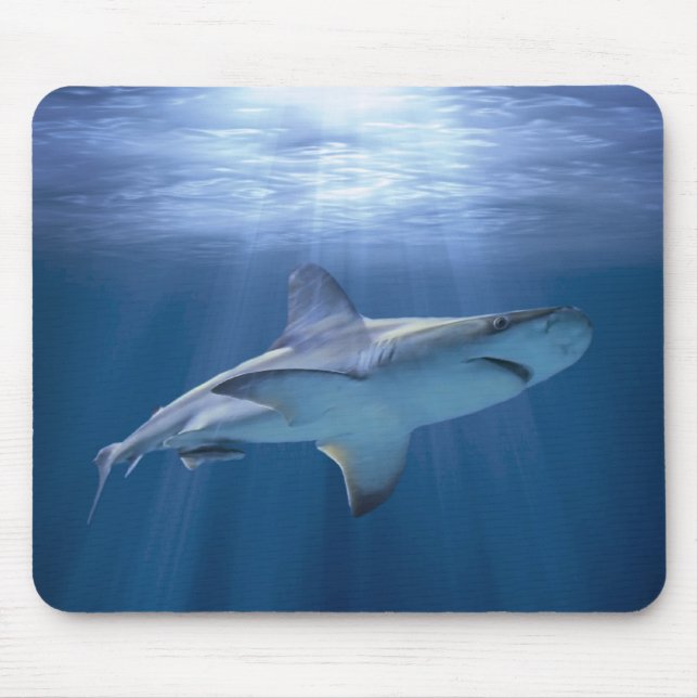 Cruising Shark Musmatta (Framsidan)