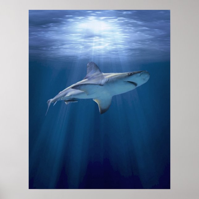 Cruising Shark Poster (Framsidan)