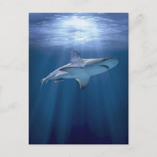 Cruising Shark Vykort