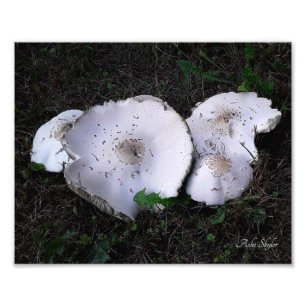 Crumpled Saucers Fototryck