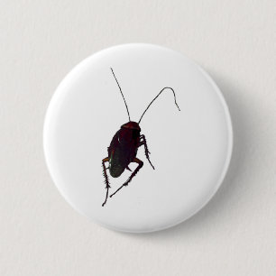 Crunchy Cockroach Knapp