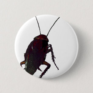 Crunchy Cockroach Knapp