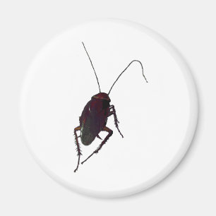 Crunchy Cockroach Magnet