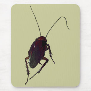 Crunchy Cockroach Musmatta