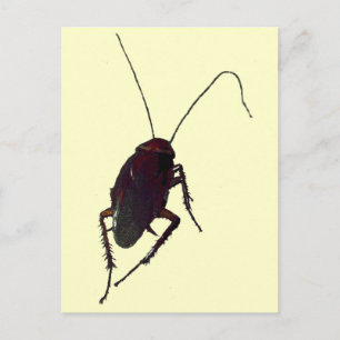 Crunchy Cockroach Vykort
