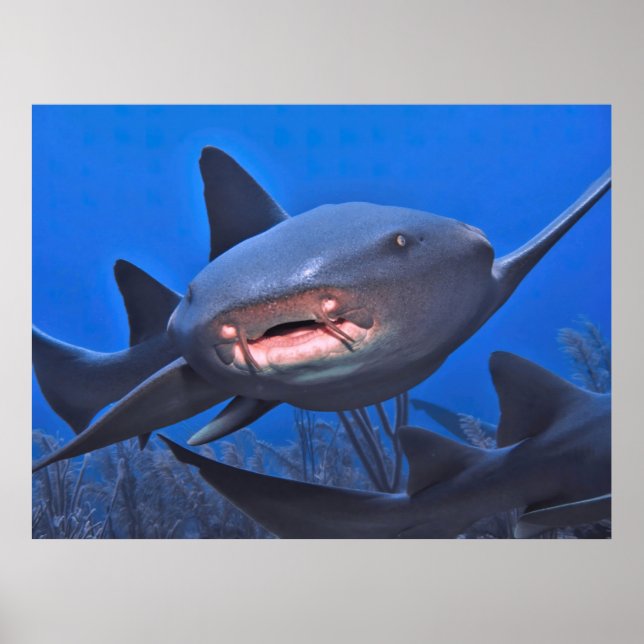 Crusing Nurse Shark Poster (Framsidan)