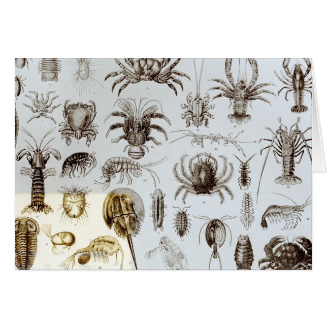 Crustacea och Arachnida Hälsningskort (Framsidan Horizontal)