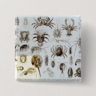 Crustacea och Arachnida Knapp