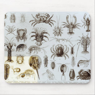 Crustacea och Arachnida Musmatta