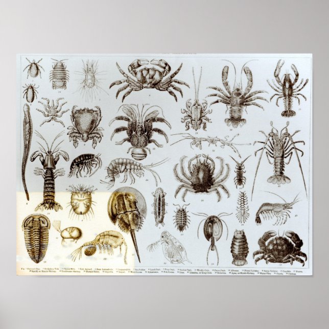 Crustacea och Arachnida Poster (Framsidan)