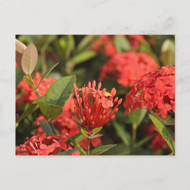 Cruz de Marta Vykort (Framsida)