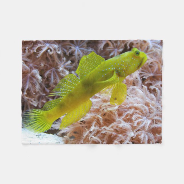 Cryptocentrus cinctus fleecefilt (Framsidan (Horisontell))
