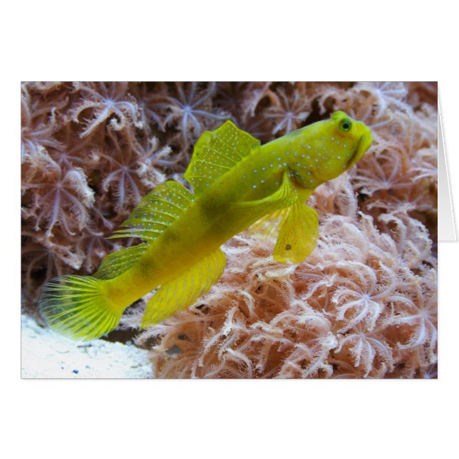 Cryptocentrus cinctus hälsningskort (Framsidan Horizontal)
