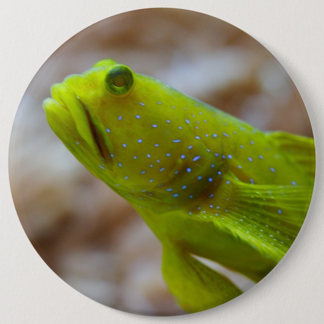 Cryptocentrus cinctus knapp (Framsida)