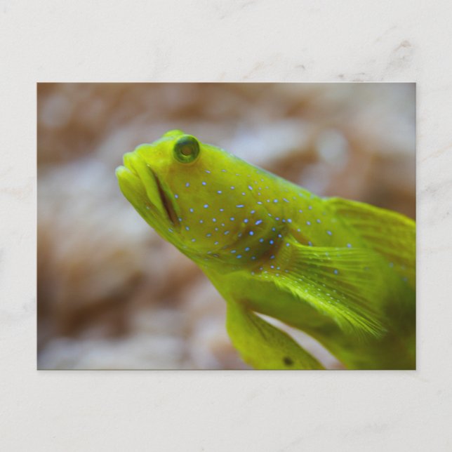 Cryptocentrus cinctus vykort (Framsida)