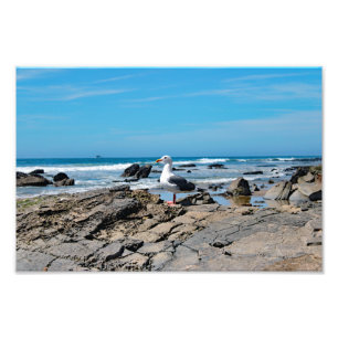Crystal Cove State Park Fototryck