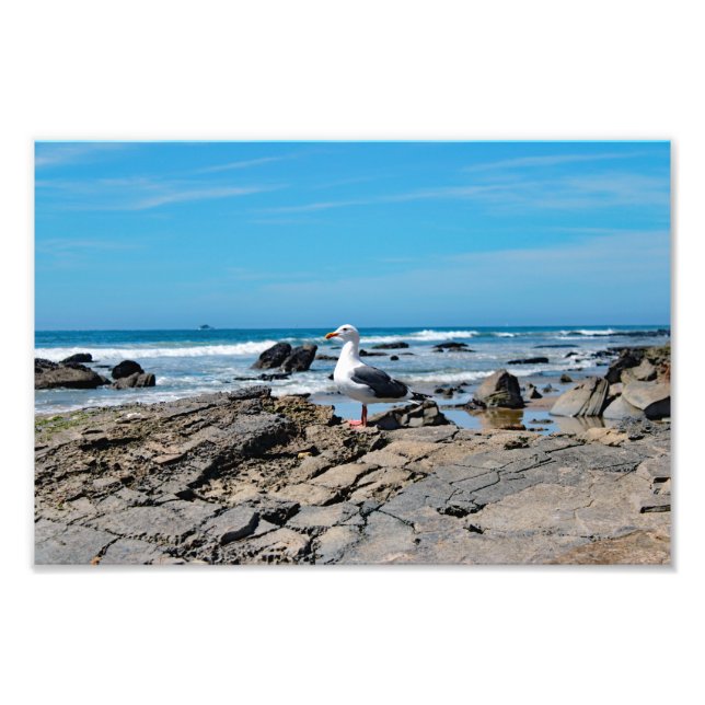 Crystal Cove State Park Fototryck (Framsidan)