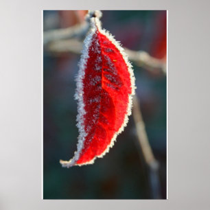 Crystal Linted Frost Covered Red Löv Foliage Poster