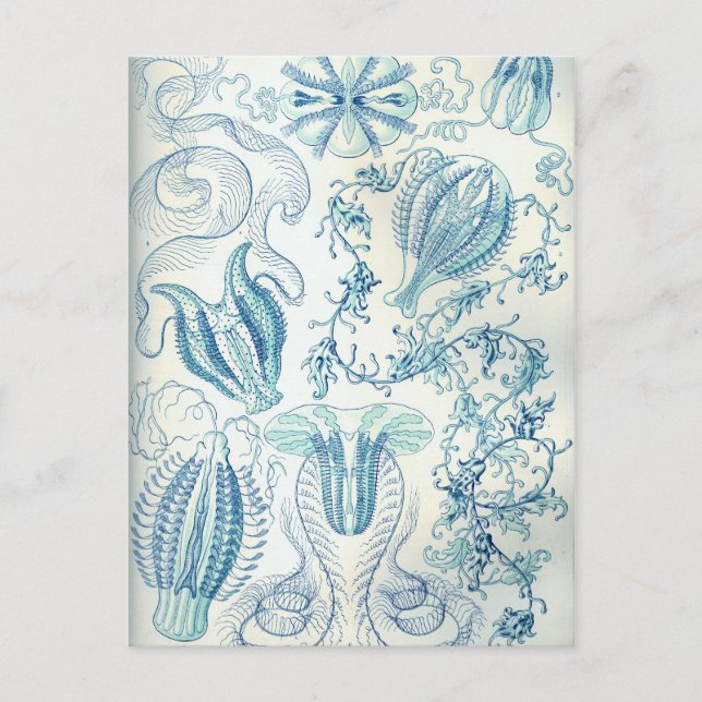 Ctenophorae Vykort (Framsida)