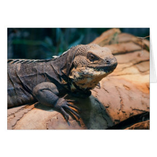 Ctenosaura melanoster hälsningskort