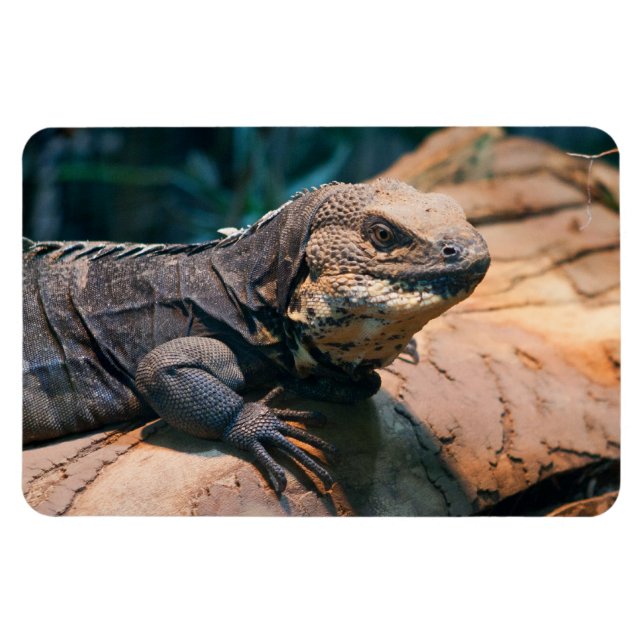 Ctenosaura melanoster magnet (Horisontell)