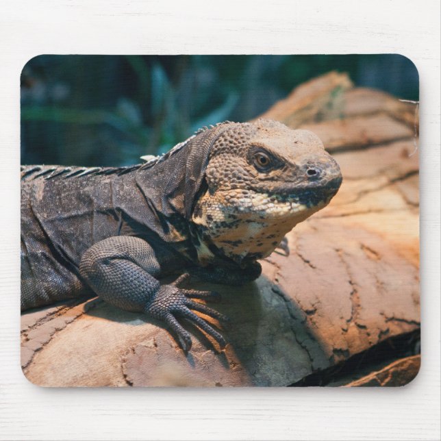 Ctenosaura melanoster musmatta (Framsidan)