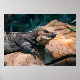 Ctenosaura melanoster poster