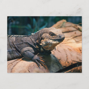 Ctenosaura melanoster vykort