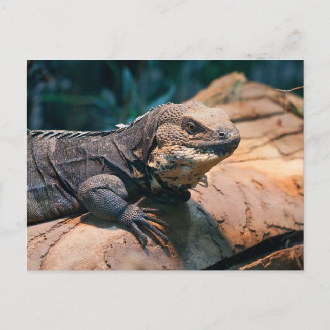 Ctenosaura melanoster vykort (Framsida)