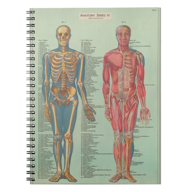 Cuaderno - Anatomía Anteckningsbok Med Spiral (Framsidan)