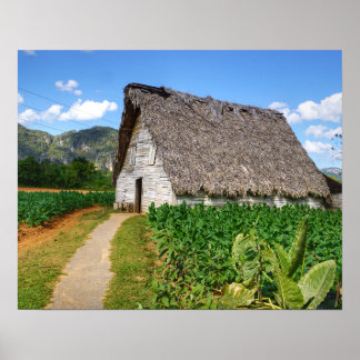 Cuban Tobacco Farm and Torkning House Poster