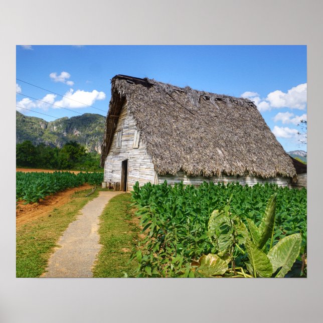 Cuban Tobacco Farm and Torkning House Poster (Framsidan)