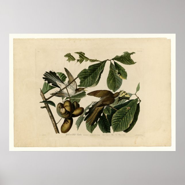 Cuckoo_Audubon med gult Poster (Framsidan)