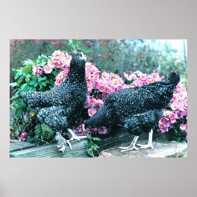 Cuckoo Marans Hens Poster (Framsidan)