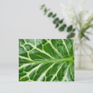 Cuckoo Pint Plant Vykort
